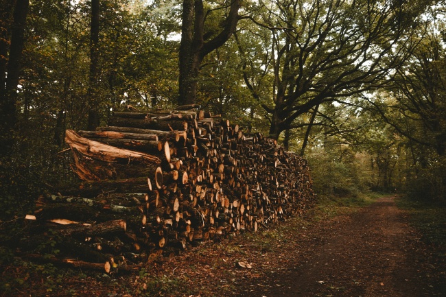 砍伐树木木头图片