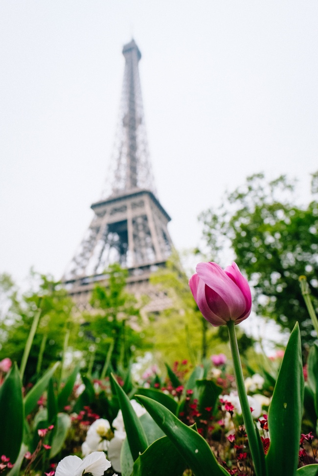 巴黎铁塔郁金香图片