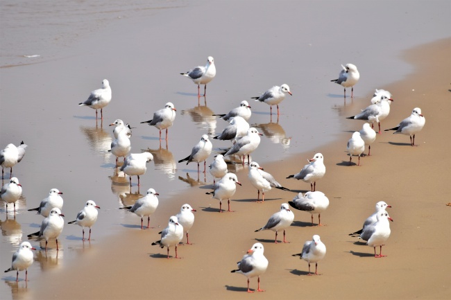沙滩上一群海鸥图片
