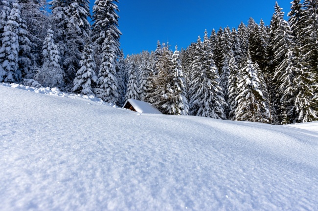 森林积雪景观图片