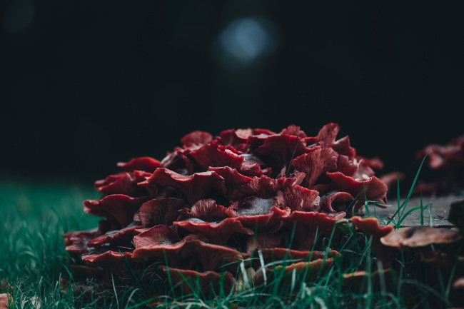 红色毒菌菇图片