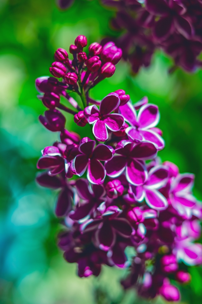 一簇紫色丁香花图片