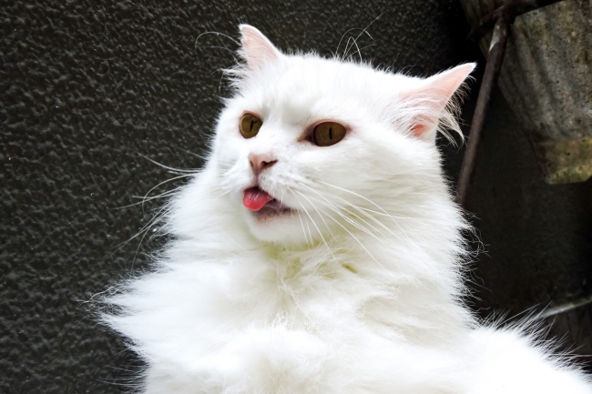 纯白色宠物猫图片