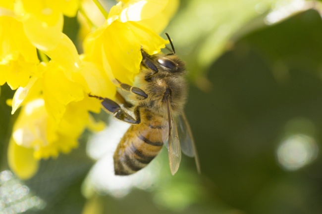 采花蜜蜜蜂摄影图片