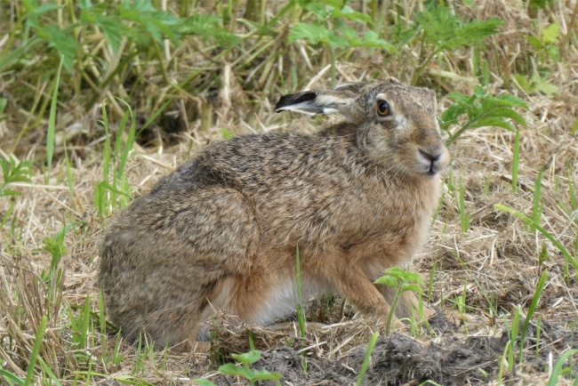 棕灰色野兔图片