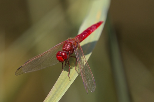 一只红色蜻蜓休憩图片