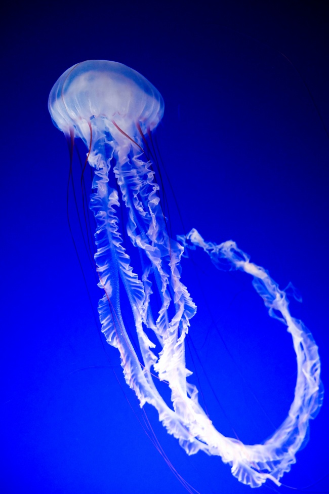 蓝色深海唯美水母图片