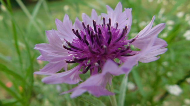淡紫色矢车菊花朵图片