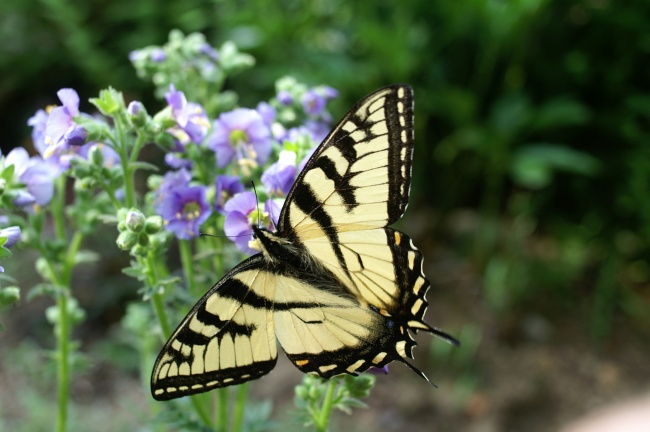 黄斑燕尾蝴蝶图片