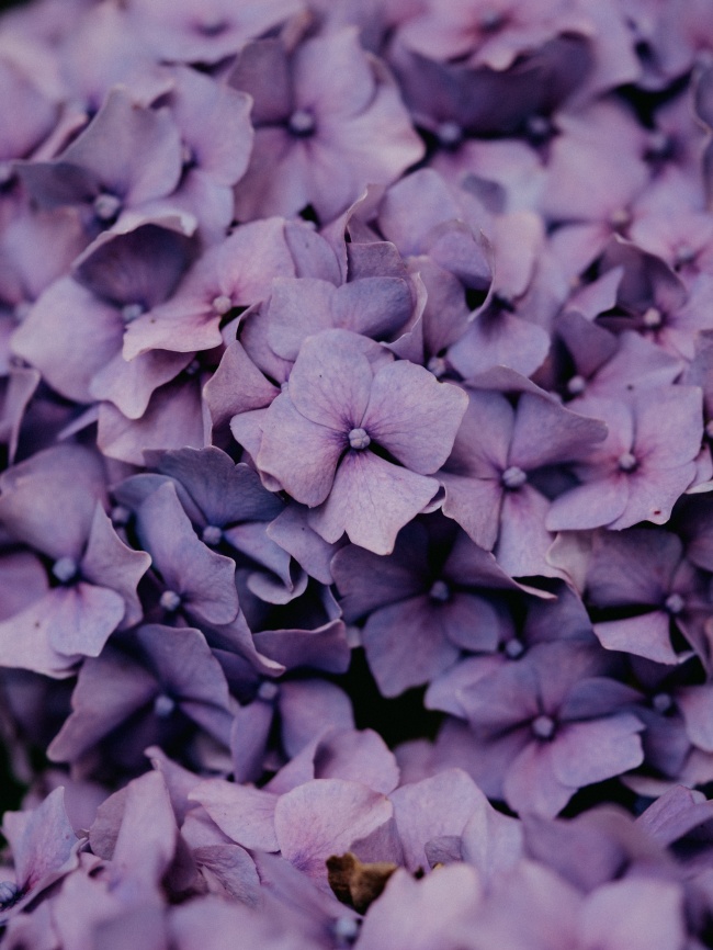小清新紫色花卉图片