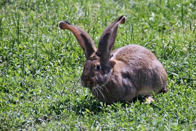 草地上灰色野兔图片