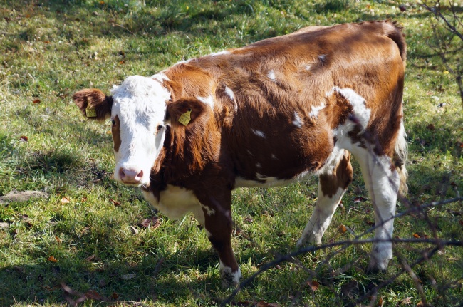 农场哺乳奶牛图片