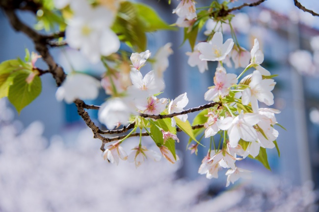 春天盛开白色樱花摄影图片