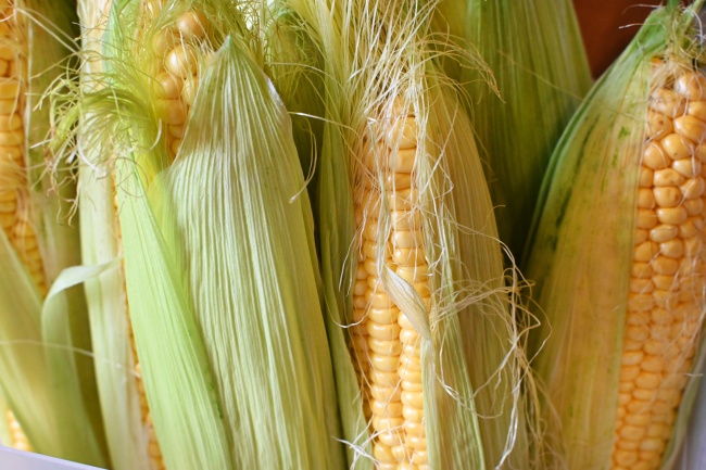 新鲜玉米收成图片