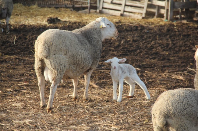 羊圈家养羔羊图片