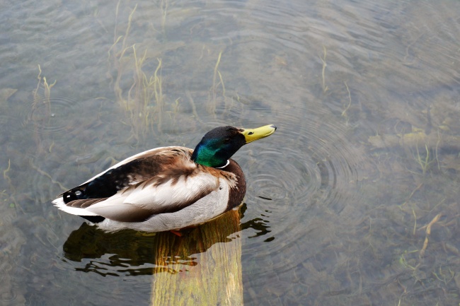湖面绿头鸭浮水图片