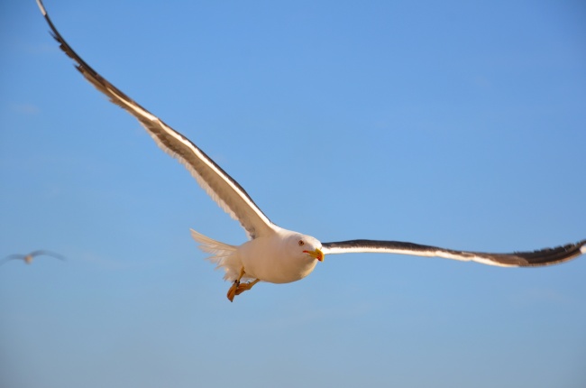 海鸥展翅高飞摄影图片