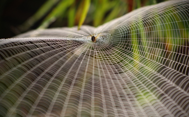 蜘蛛网纲网动物图片