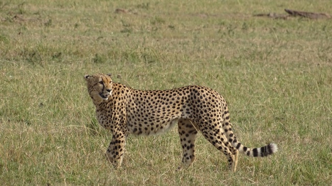 野生非洲草原猎豹图片
