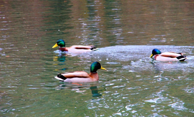 清澈湖面绿头鸭浮水图片