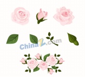 粉色玫瑰花和4款叶子矢量图