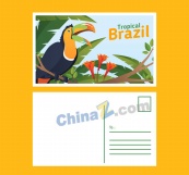 巴西巨嘴鸟明信片正反面矢量图