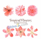 水彩绘粉色热带花卉矢量图