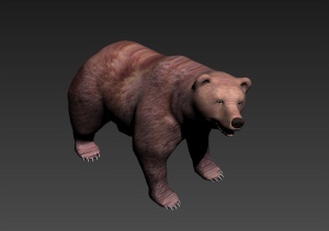 棕熊动物模型