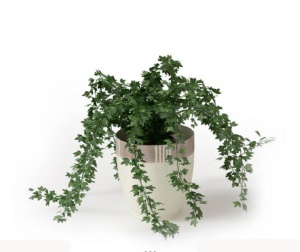 绿色盆栽植物3D模型