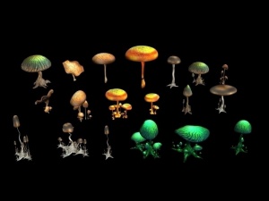蘑菇max模型设计