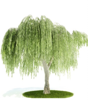 3D柳树模型