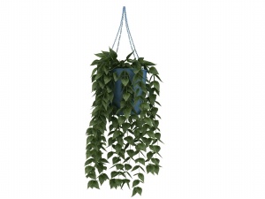 植物吊兰3D模型设计