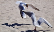 沙滩上嬉戏海鸥图片