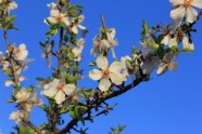 桃花树白色桃花图片