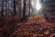 秋季阳光照射森林图片