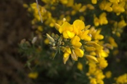黄色小花朵摄影图片