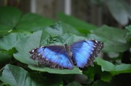 绿叶上蓝蝴蝶图片