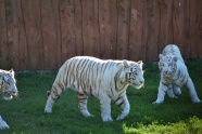动物园白虎观赏图片