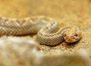 金色毒蛇图片