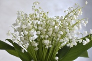 高清白色铃兰花束图片