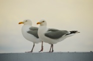 两只灰白海鸥图片