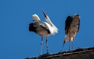 屋顶两只白鹤图片
