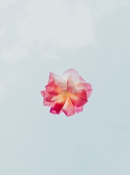 粉色花朵手机背景图片