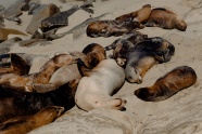 海豹集体睡觉图片