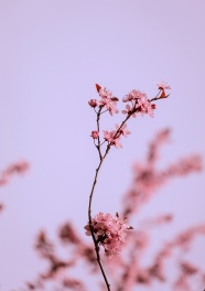 唯美粉色梅花花朵图片