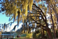 湖边柳树风景图片