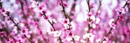 春天粉色桃花图片