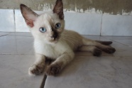 泰国暹罗猫可爱图片