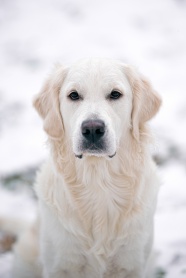 白色帅气金毛犬图片