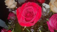 红色玫瑰花素材图片